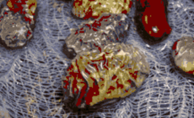 Зерна впитали воду и набухли, оболочка набухла и сморщилась