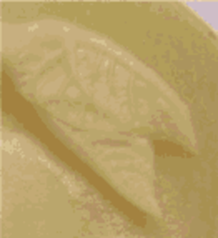 Зарождается листик