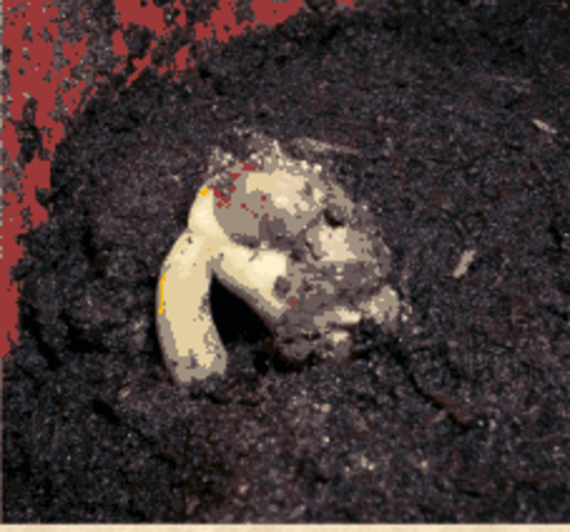 Зерно проросло и пробилось на поверхность