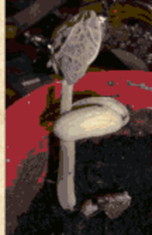 Росток фасоли. Сформировался лист. Видны семядоли, которые продолжают питать растение