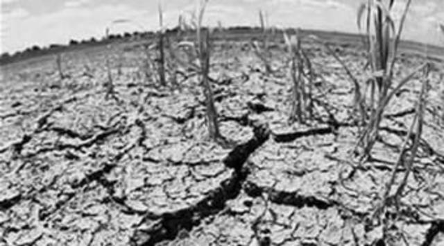 Drought Sweeps Through My Farm