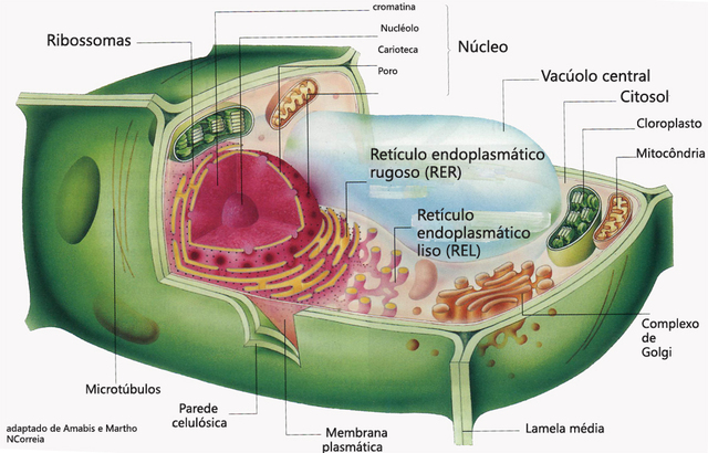 1ªTeoría Celular : Célula Vegetal