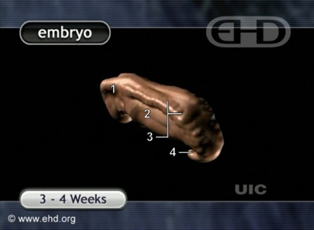 Embryonic Period 4th Week