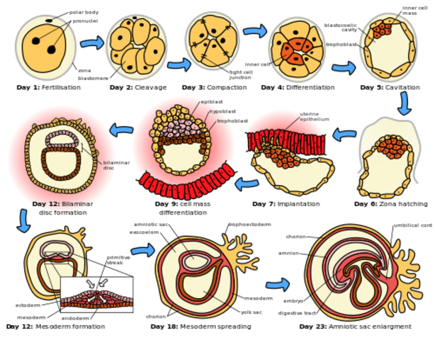 Embryonic period: 3rd-8th Week.