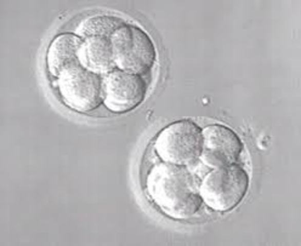 Germinal Period: 1st 2 Weeks