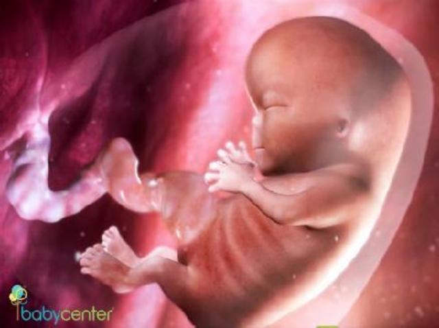 Embryonic Period 9th & 10th Week.