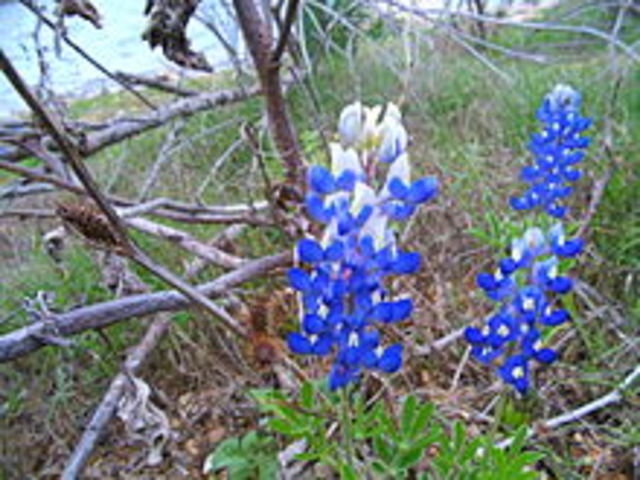 Texas State Flower