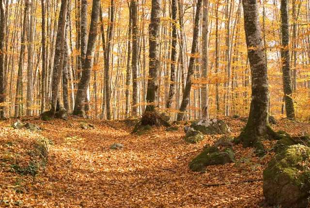 Return to Catalonia (in Olot)