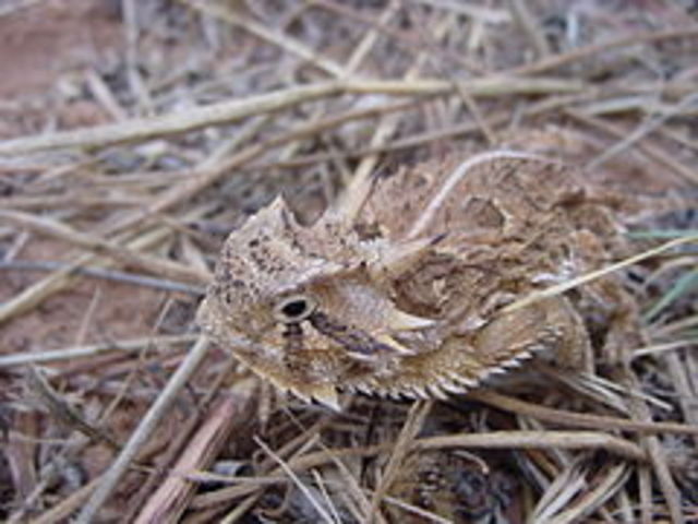 Texas State Reptile