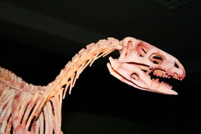 É DESCOBERTO O SACISSAURO