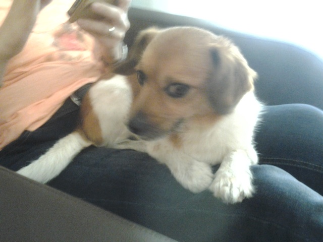 When my dog was born and when he joined our family