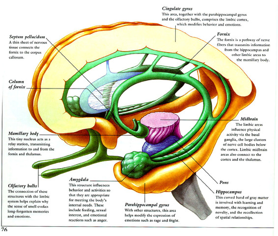 Early Childhood: Biosocial: Brain