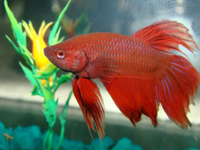 Betas, betas e betas