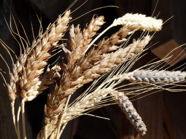 BCE 8,000-13,000 Farming Begins