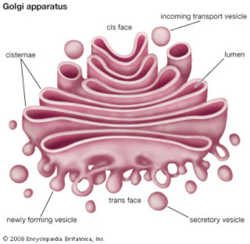 Golgi