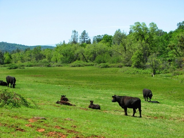 Our Life in the west