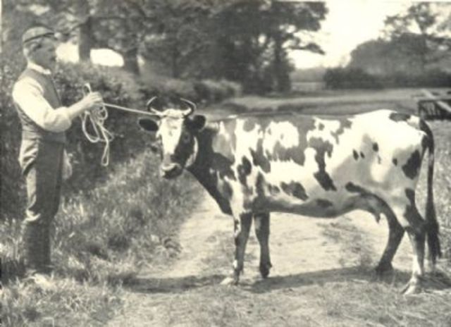 buying then selling cattle