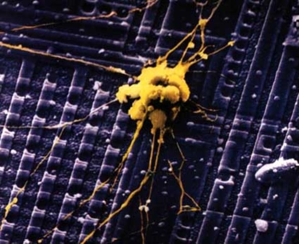 Microprocesseur controlant une souris vivante