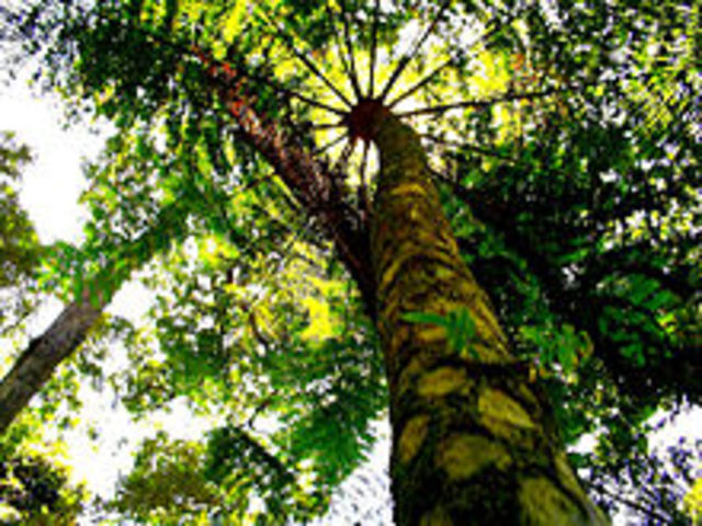 O presidente Luiz Inácio Lula da Silva cria por decreto a Reserva Biológica das Perobas, no Paraná.