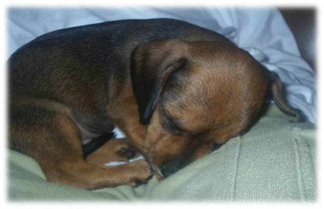 Maria Beatriz: Quando o Pingo chegou