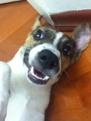 O cachorro da Sabrina