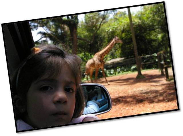 LUIZA- MINHA IDA AO SIMBA SAFARI