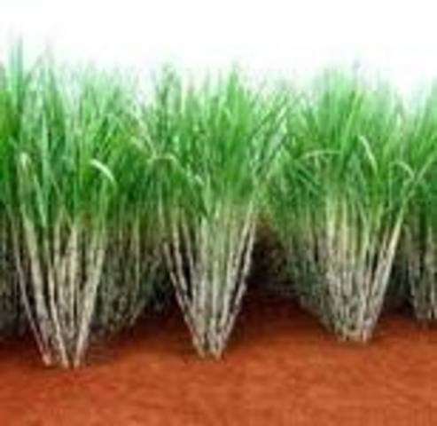 Producto agrícola que se cultiva en Naranjito