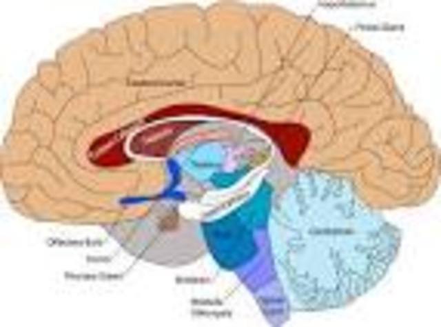 German " non - psychologist"