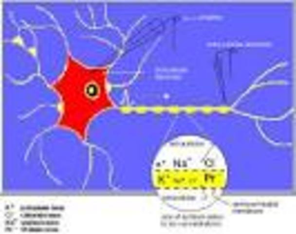 Germany" non psychologists"