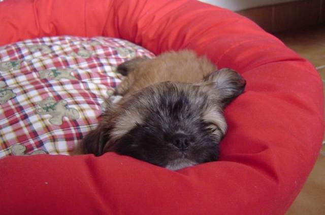 BRUNA-GANHEI MEU CACHORRO