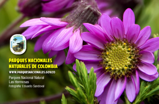 Convención Protección de la Flora