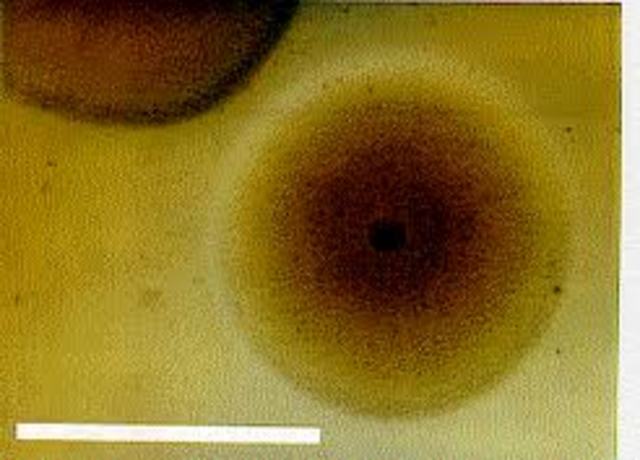 Cientistas do Instituto J. Craig Venter anunciam a criação da primeira forma de vida artificial
