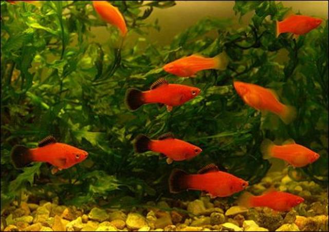 Пермский Акватеррариум