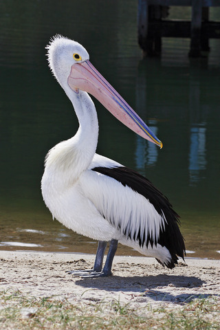 Pelican Island, Florida, named first national wildlife refuge