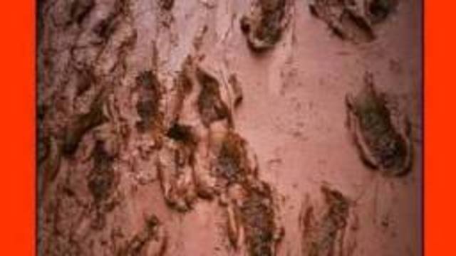 Onda tóxica de lodo atinge os afluentes do rio Danúbio, na Hungria