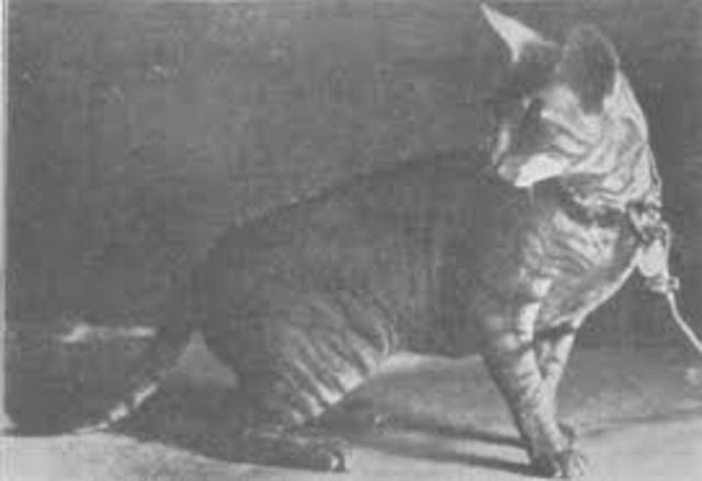 Cat's Early History With Toxoplasmosis