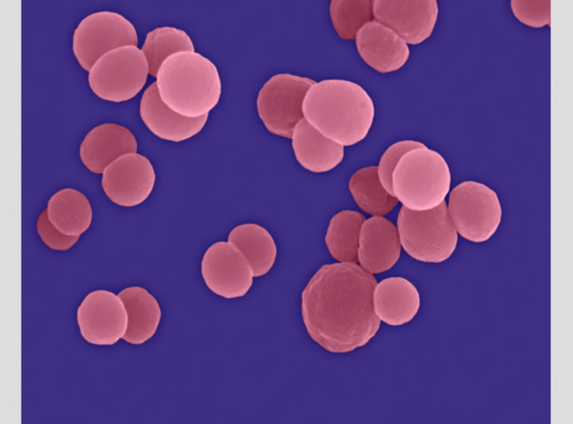 one of the first meningitis vaccines against 4 out of 5 serogroups