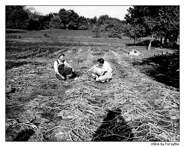 Push Factors for Immigration (Continued)