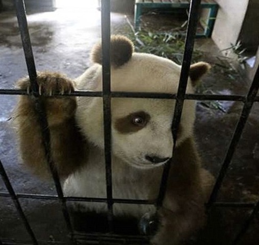 Panda marrom