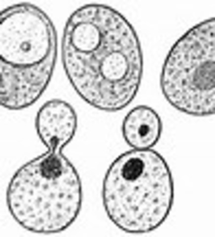 Candida Albicans Is Described: