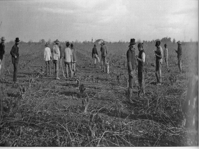 Agricultural Farmer