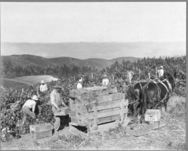 My vineyard is ready to operate