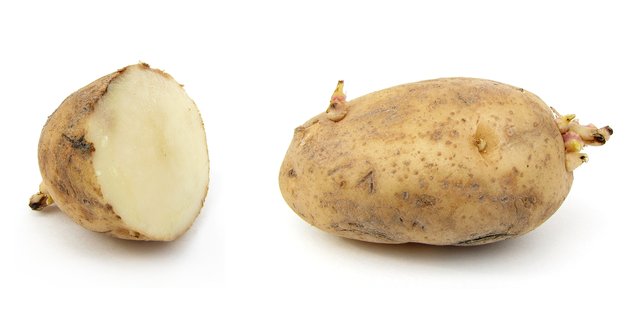 Russet Burbank Potato (Idaho Potato)