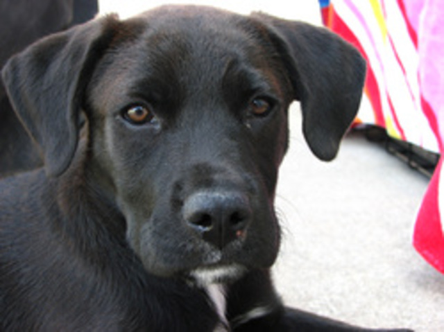 MRSA recorded in a pet