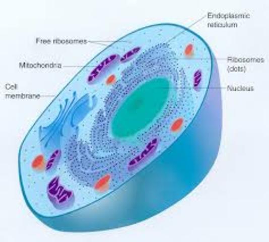 Discovery of cellular composition