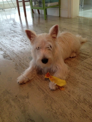 Tomás - Cachorro novo