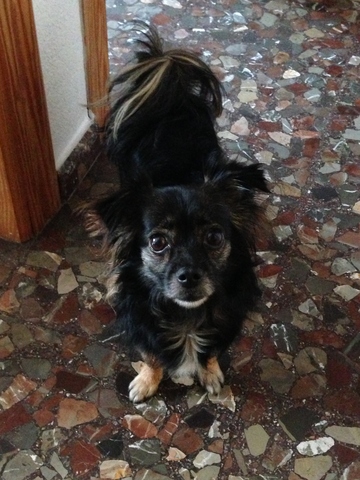 Mi tercera mascota: mi perrita Nuba