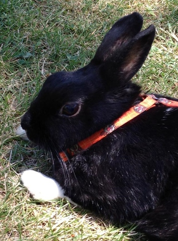 Mi segunda mascota: mi coneja Pipa