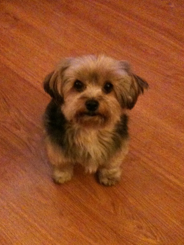 Mi primera mascota: mi perro Nilo