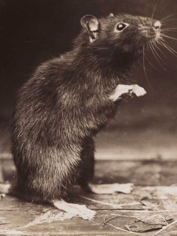 Early Research of Toxoplasmosis Psychological Impact